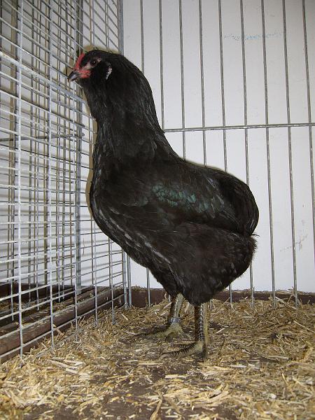 Delbrueck 2008 057.jpg - Araucana schwarz von Franz Egon Christiansmeier Preis HV 96 JB